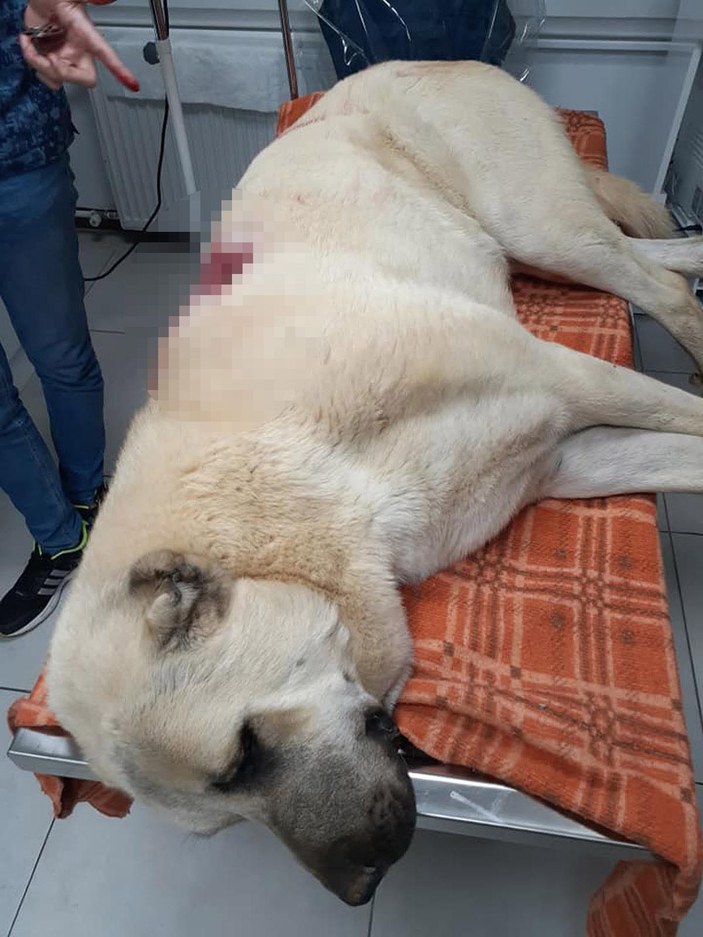 Tüfekle otomobilden ateş açılan Kangal çoban köpeği, 42 saçmayla yaralandı -3