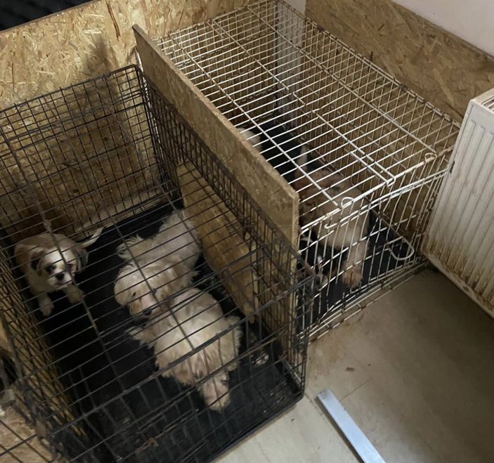 Ankara'da binanın bodrumunda 68 köpek bulundu