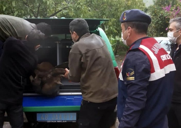 Yaralı yaban keçisi kurtarılıp tedaviye alındı -1