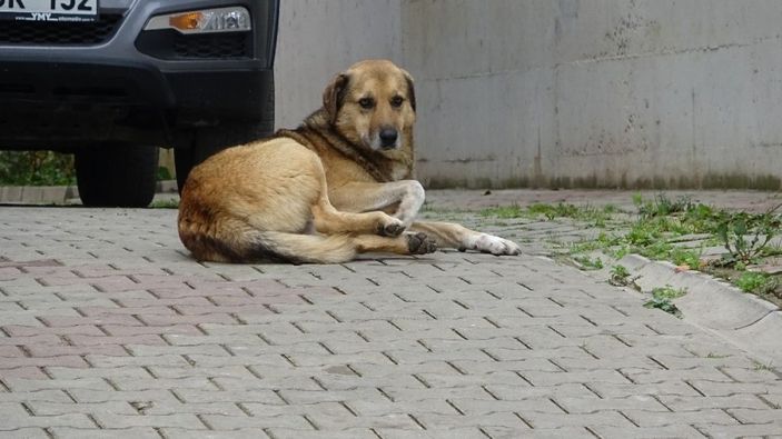 (Özel) 20 köpek saldırdı...1 yaşındaki bebeğe büyük şok... -6