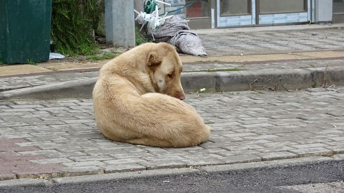 (Özel) 20 köpek saldırdı...1 yaşındaki bebeğe büyük şok... -5