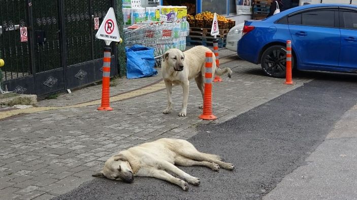 (Özel) 20 köpek saldırdı...1 yaşındaki bebeğe büyük şok... -9