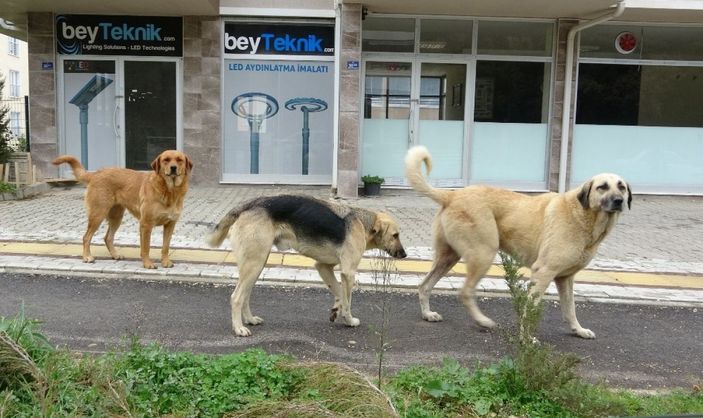 (Özel) 20 köpek saldırdı...1 yaşındaki bebeğe büyük şok... -4
