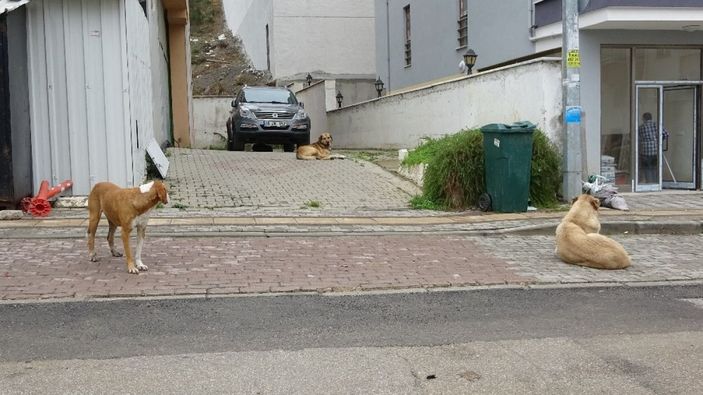 (Özel) 20 köpek saldırdı...1 yaşındaki bebeğe büyük şok... -7