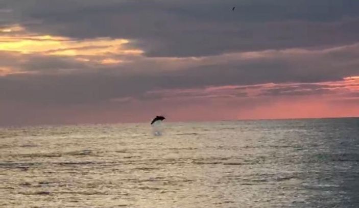 Turistlerin çekildiği sahiller yunuslara kaldı -1