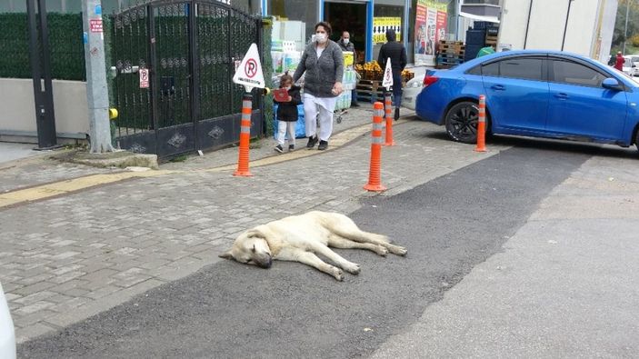 (Özel) 20 köpek saldırdı...1 yaşındaki bebeğe büyük şok... -8