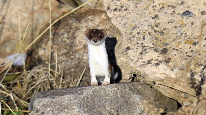 Nesli tükenmekte olan gelincik Tunceli’de görüntülendi -2