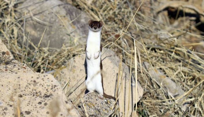 Nesli tükenmekte olan gelincik Tunceli’de görüntülendi -1