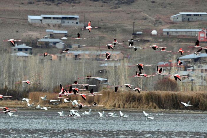 Küresel iklim değişimi flamingoları etkiledi, son 10 yıldır gitmiyorlar -3