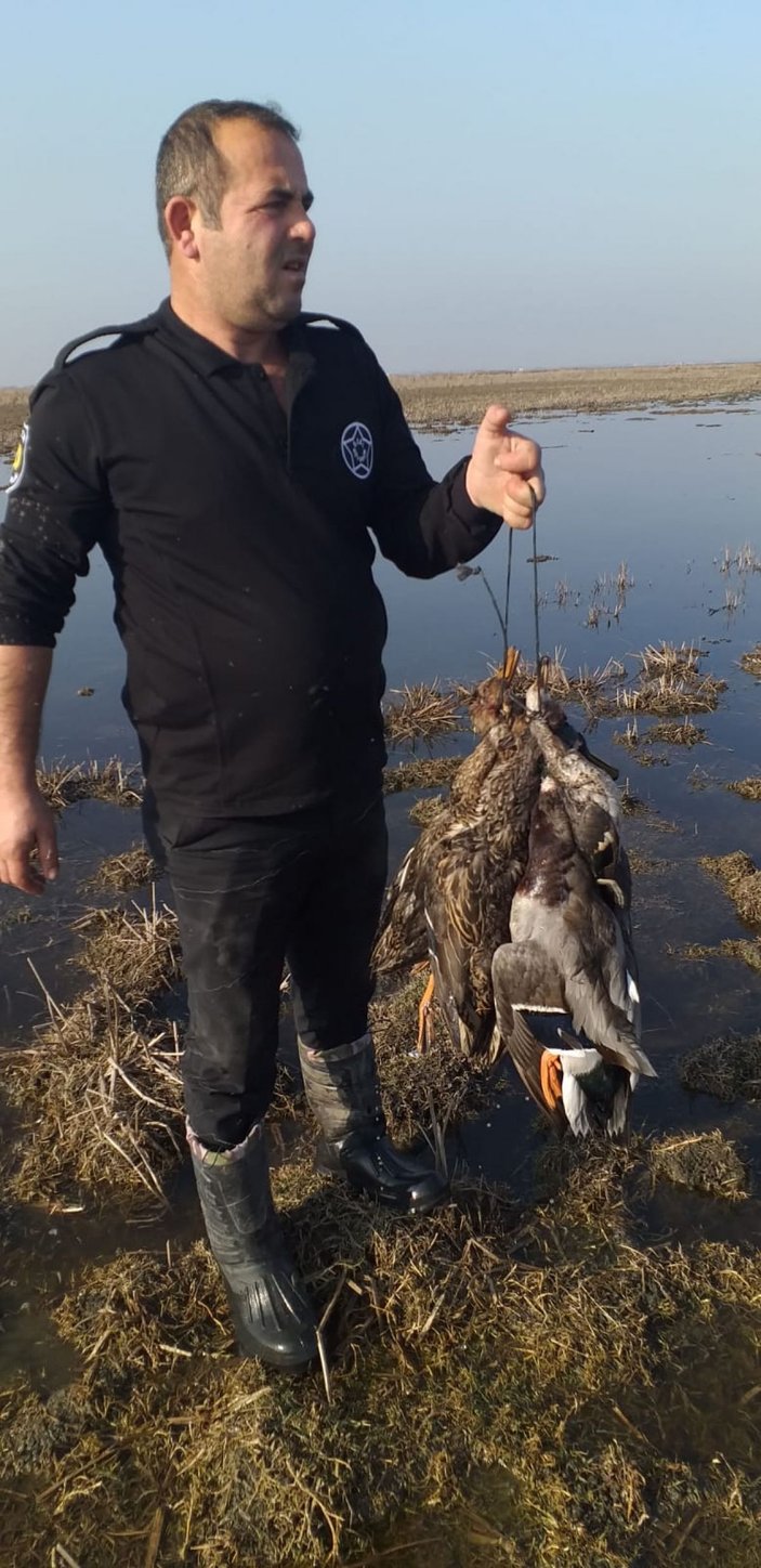 Samsun'da 25 ördeği kaçak avlayan öğretmen yakalandı