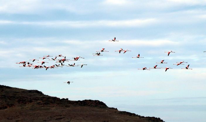 Küresel iklim değişimi flamingoları etkiledi, son 10 yıldır gitmiyorlar -6