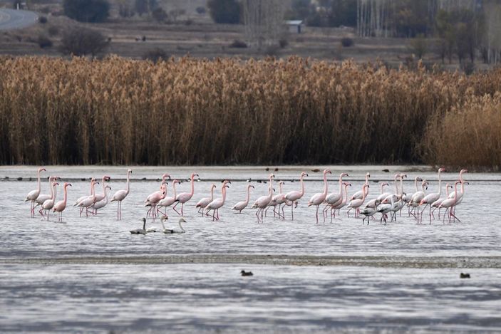 Küresel iklim değişimi flamingoları etkiledi, son 10 yıldır gitmiyorlar -10
