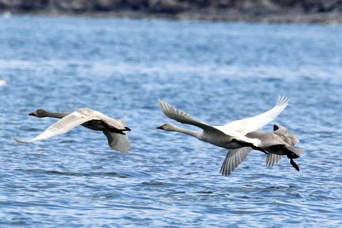 Küresel iklim değişimi flamingoları etkiledi, son 10 yıldır gitmiyorlar -9