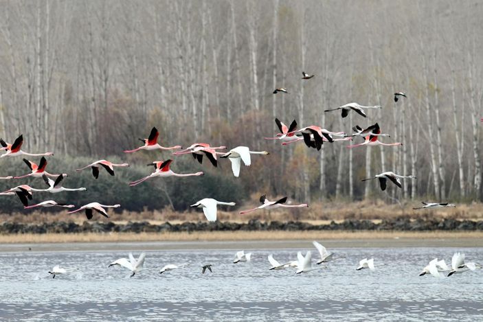 Küresel iklim değişimi flamingoları etkiledi, son 10 yıldır gitmiyorlar -2