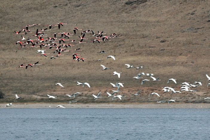 Küresel iklim değişimi flamingoları etkiledi, son 10 yıldır gitmiyorlar -5