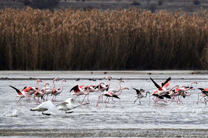 Küresel iklim değişimi flamingoları etkiledi, son 10 yıldır gitmiyorlar -1