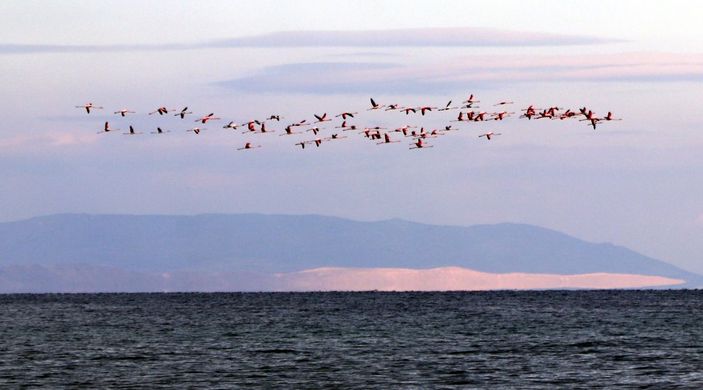 Küresel iklim değişimi flamingoları etkiledi, son 10 yıldır gitmiyorlar -7