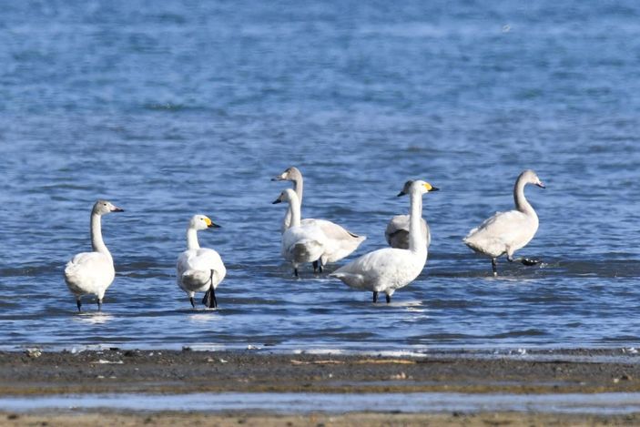Küresel iklim değişimi flamingoları etkiledi, son 10 yıldır gitmiyorlar -8