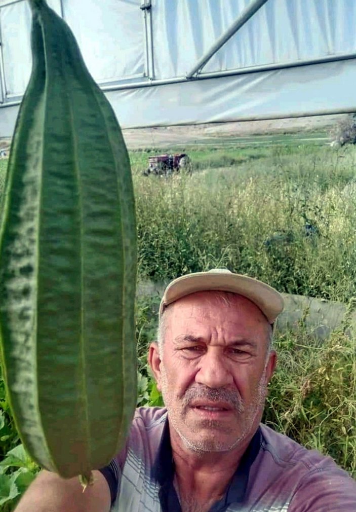 Ankaralı çiftçi, tarlasında tropikal bamya yetiştirdi