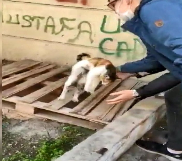 Bahçelievler’de dükkanda mahsur kalan kediyi polisin dikkati kurtardı -3