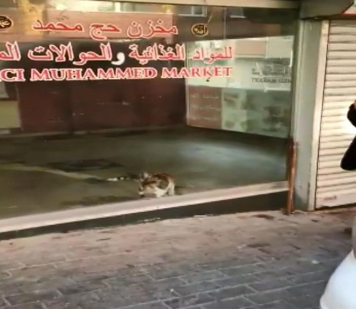 Bahçelievler’de dükkanda mahsur kalan kediyi polisin dikkati kurtardı -1