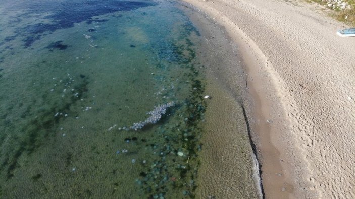 Avcılar’da sahilde deniz anası istilası havadan görüntülendi -1