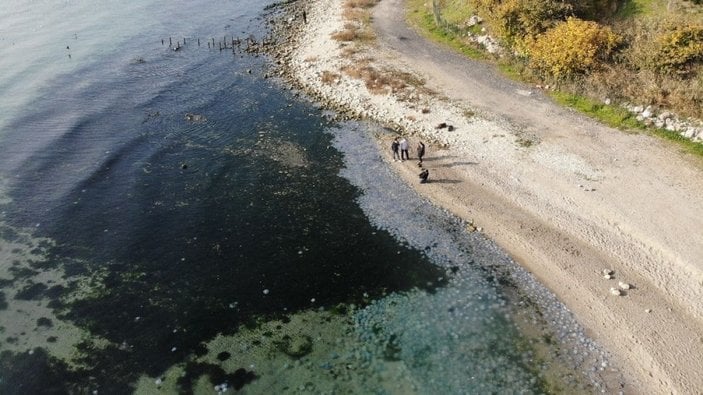 Avcılar’da sahilde deniz anası istilası havadan görüntülendi -4