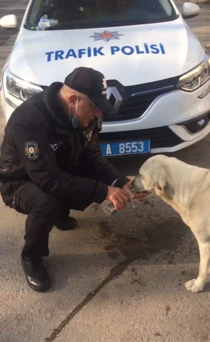 Polis memuru, sokak köpeğine eliyle su içirdi -1