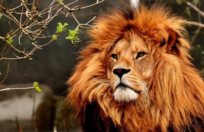 Barcelona'daki hayvanat bahçesinde 4 aslan koronavirüse yakalandı -1