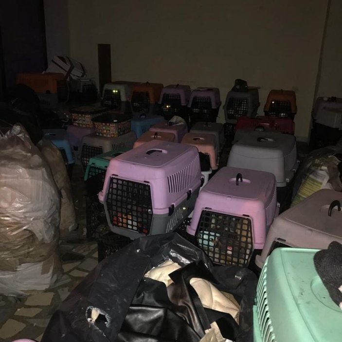 Şişli'de kötü koşullarda tutulan 9'u yavru 57 kedi kurtarıldı