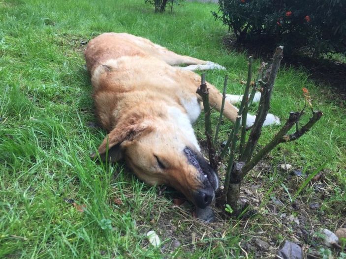 Kocaeli'de köpekleri zehirleyen belediye çalışanları açığa alındı