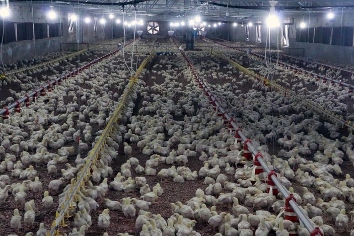 'Koronavirüs aşılarının benzeri, hayvanlar üzerinde başarıya ulaştı' -3