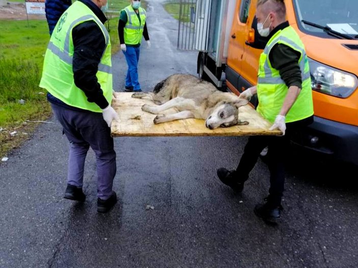 Sultanbeyli'de kafası lastiğe sıkışan köpek kurtarıldı