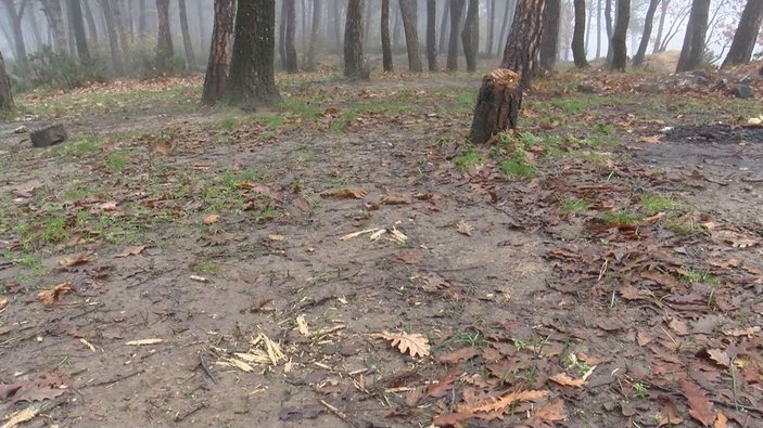 Arnavutköy'de çam ağaçlarını kesen kişiler suçüstü yakalandı