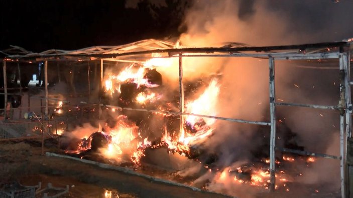 Bursa'da Atatürk Kent Ormanı'ndaki ahır yangını yürek sızlattı: 10 at öldü -4