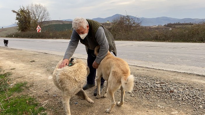 Kendini sokak hayvanlarına adadı, 71 yaşında veterinerlik okudu -9