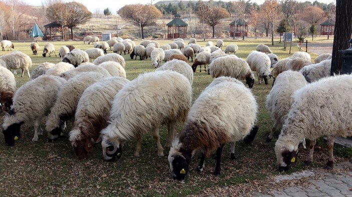 Mesire alanı, salgında koyunlar için otlak oldu -1