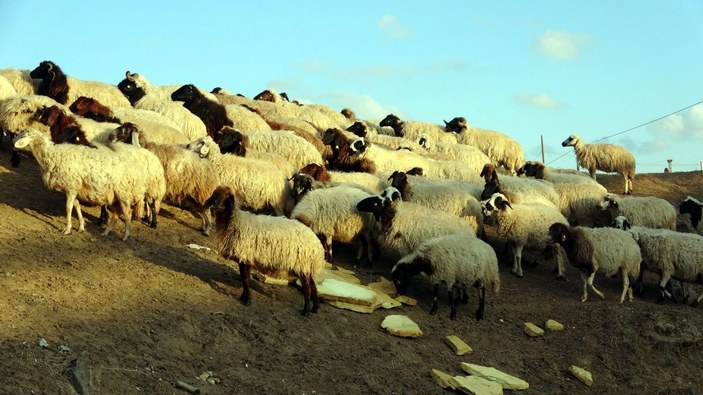 Mesire alanı, salgında koyunlar için otlak oldu -8