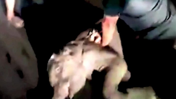 Tayland’da motosikletin çarptığı yavru fil kalp masajıyla hayata döndürüldü -1