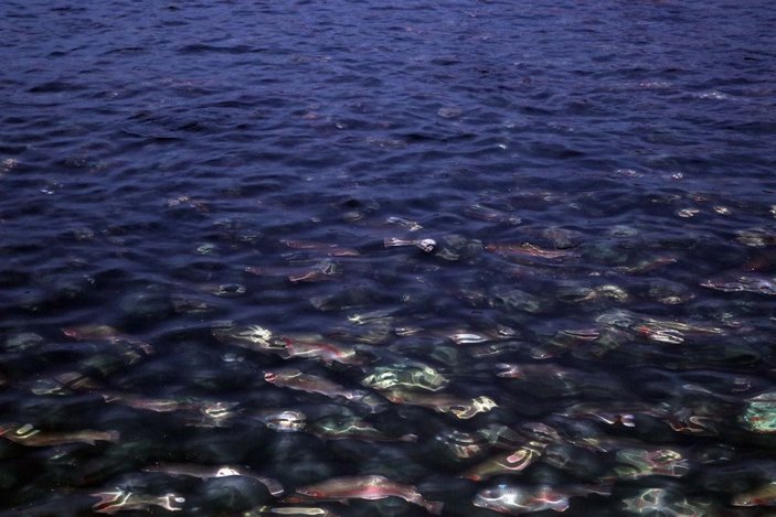 Fırat Nehri'nde yetiştirilen somon balıkları dünyaya ihraç ediliyor -3