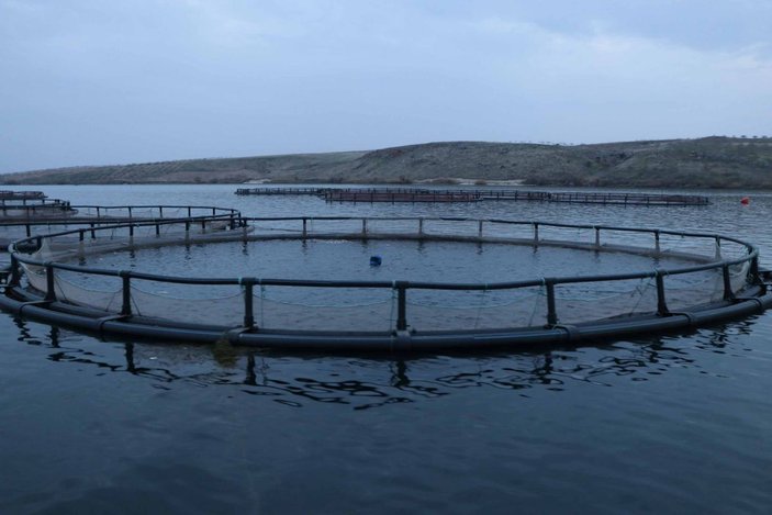 Fırat Nehri'nde yetiştirilen somon balıkları dünyaya ihraç ediliyor -9