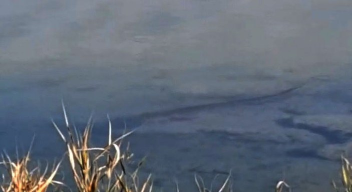 Tödürge Gölü'ndeki dev yayın balıkları, kuşları korkutuyor