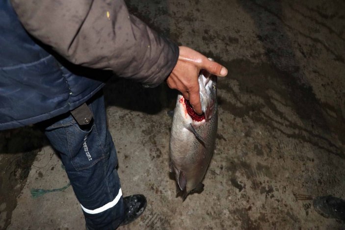 Fırat Nehri'nde yetiştirilen somon balıkları dünyaya ihraç ediliyor -5