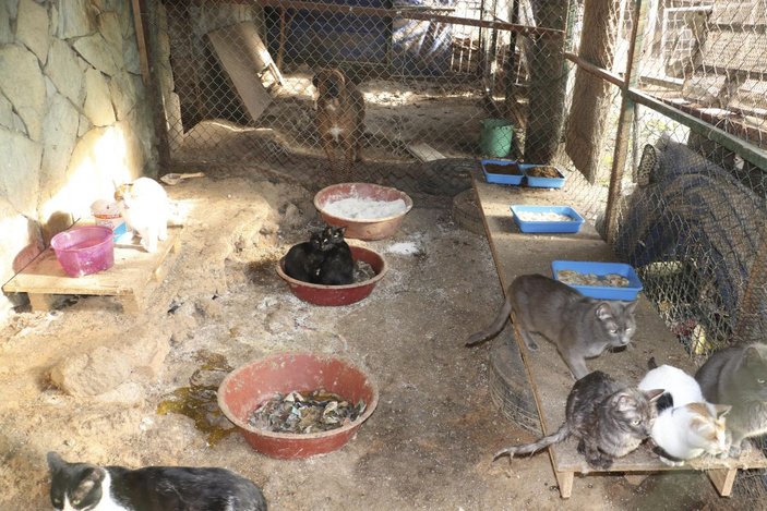 Ankara'da uygunsuz koşullarda beslenen hayvanlar kurtarıldı