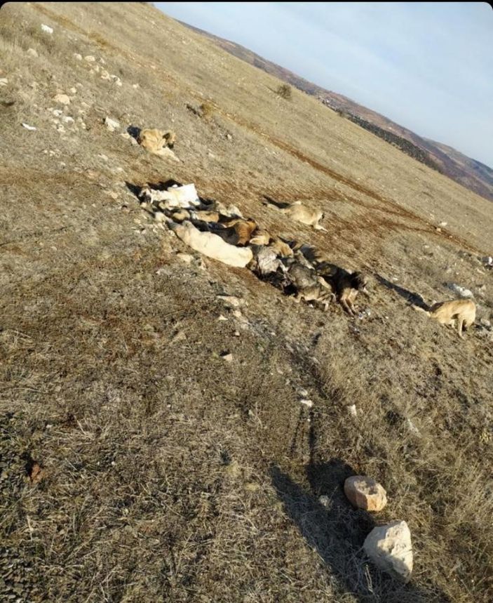 29 köpek, boş arazide baygın bulundu -1