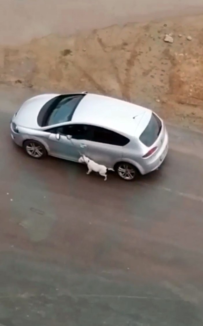 Köpeğini tasmasından sürükleyen araç sürücüsü cep telefonuyla görüntülendi -1