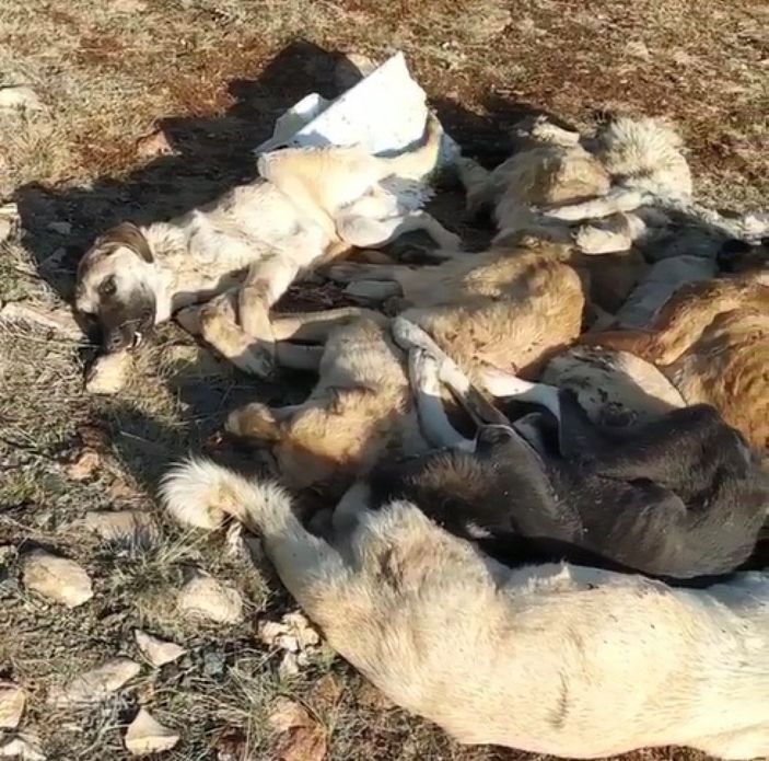 29 köpek, boş arazide baygın bulundu -4