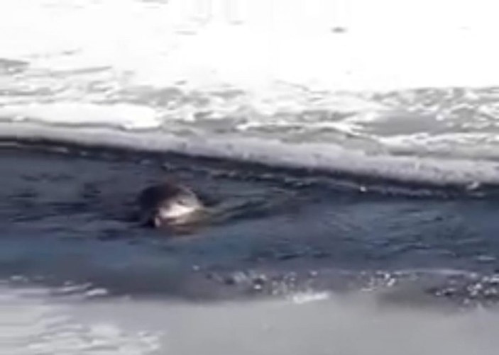 Su Samuru, buz üstünde balık yerken görüntülendi -12