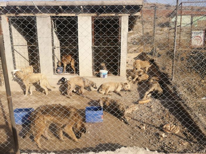 29 köpek, boş arazide baygın bulundu -2