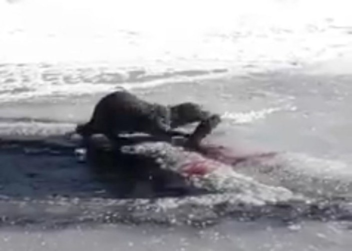 Su Samuru, buz üstünde balık yerken görüntülendi -11